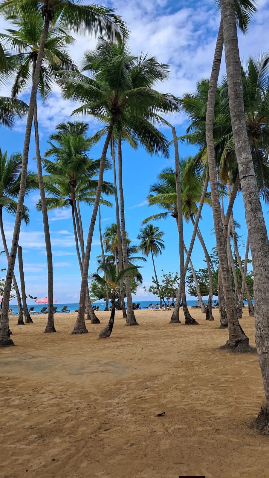 Year-Round Tropical Climate