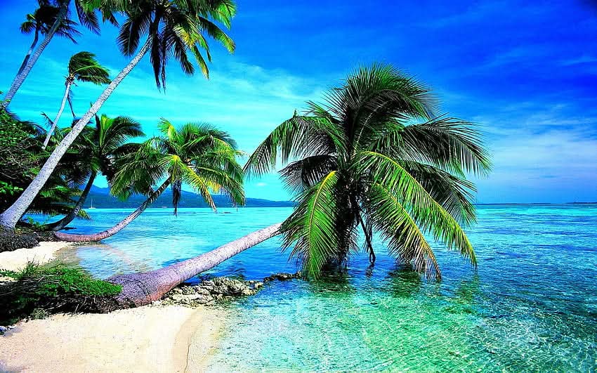 Leaning palm trees over crystal clear Caribbean water