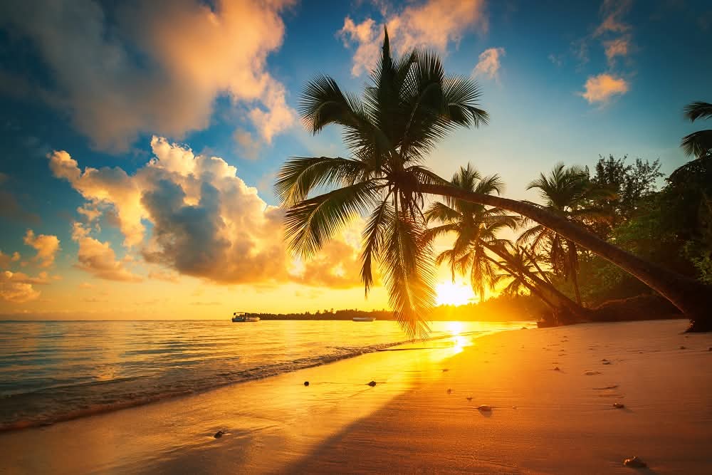 Golden sunset through palm trees on a Caribbean beach