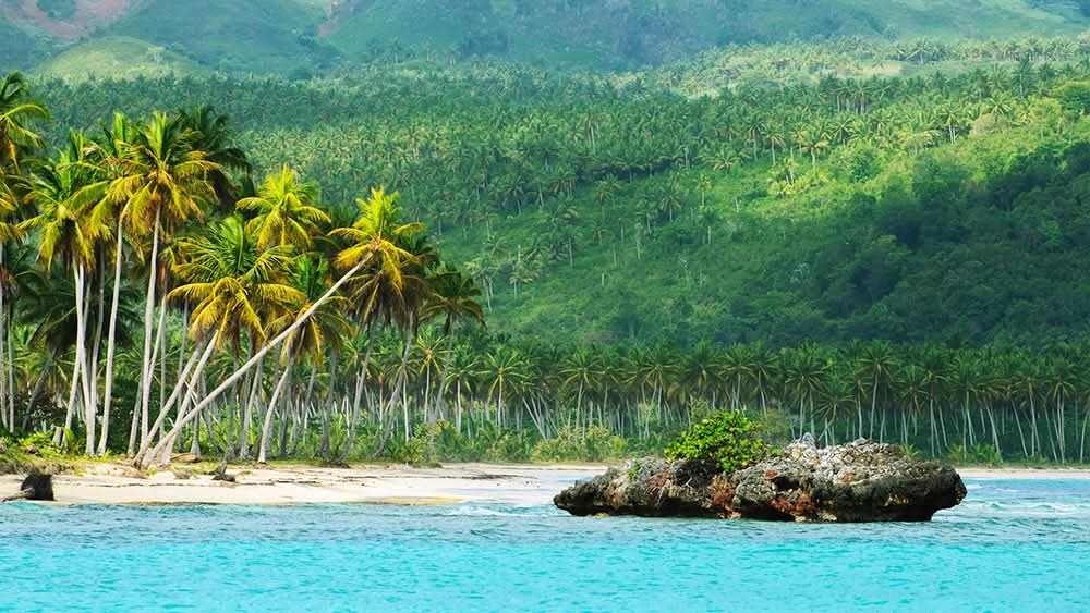 Tropical cove with palm trees and turquoise water